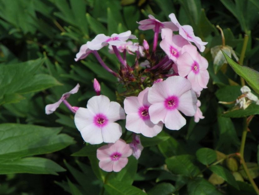 13 iul (5) - Phlox 2018