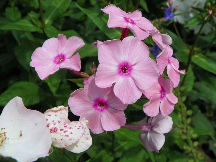 13 iul (6) - Phlox 2018