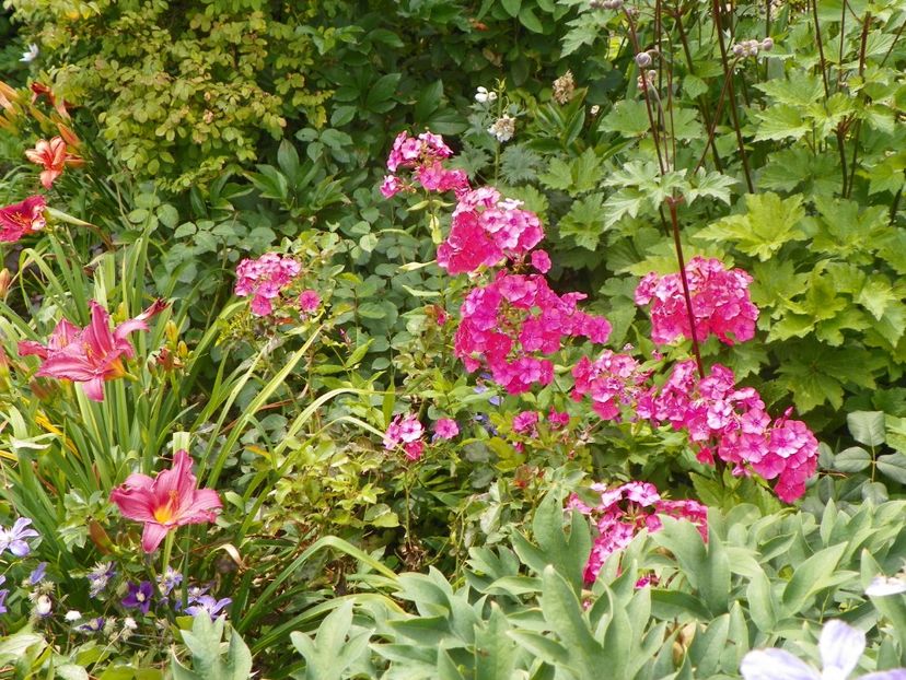 13 iul (8) - Phlox 2018