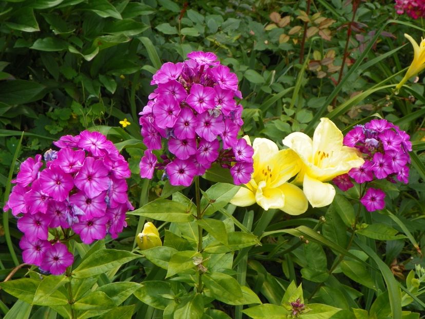 13 iul (13) - Phlox 2018