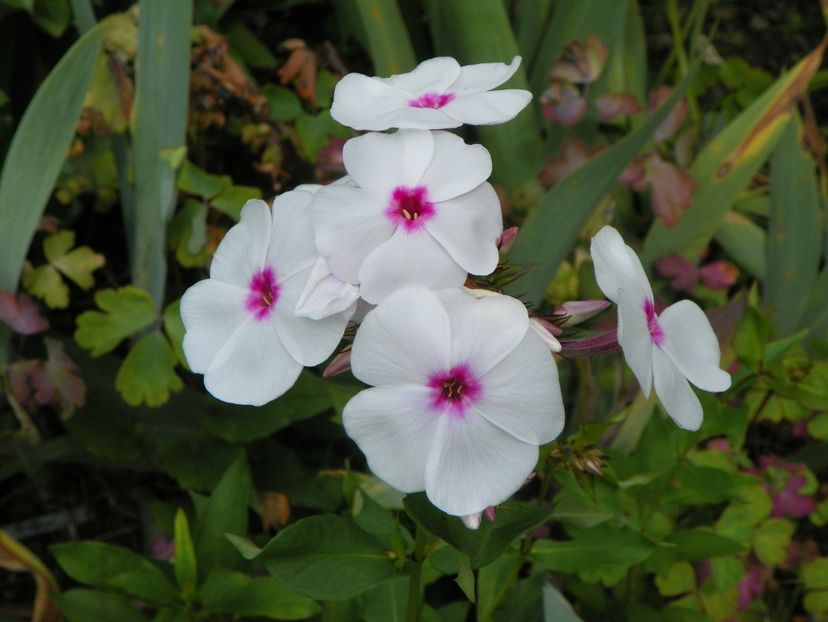 13 iul (18) - Phlox 2018