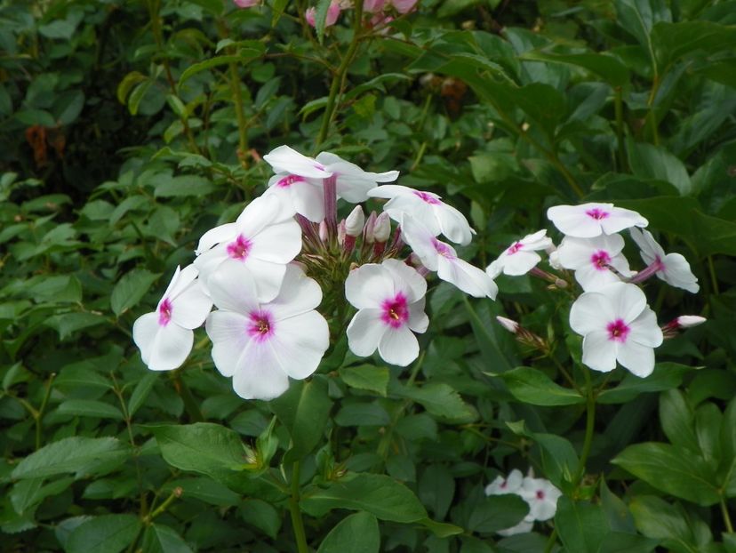 13 iul (19) - Phlox 2018