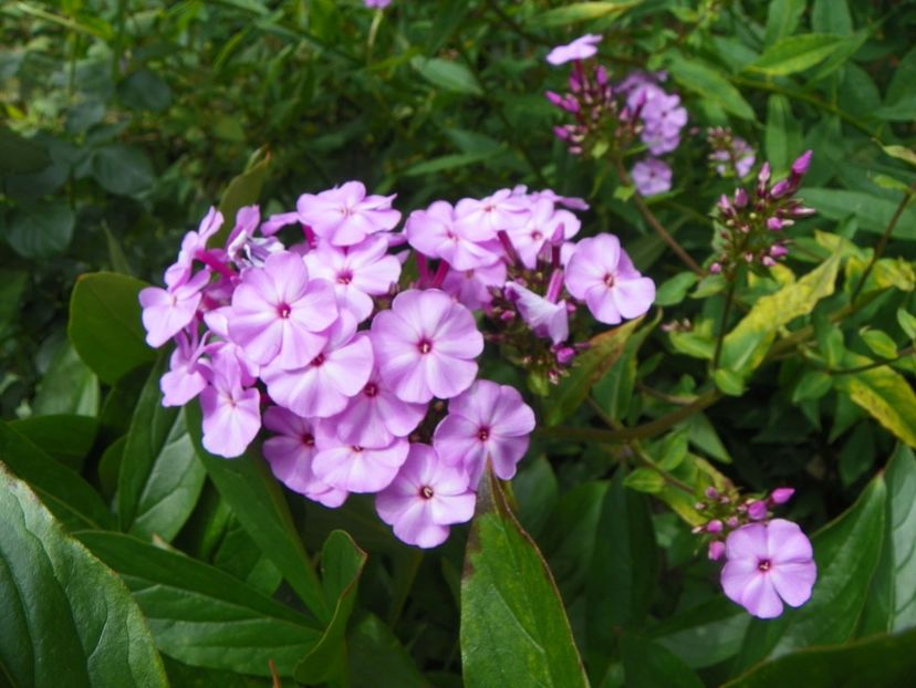 13 iul (28) - Phlox 2018