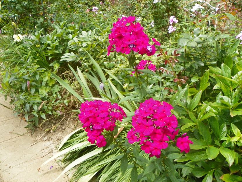 13 iul (29) - Phlox 2018