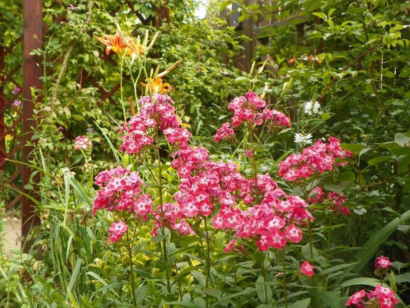 13 iul (30) - Phlox 2018