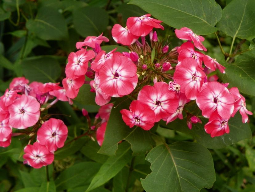 13 iul (31) - Phlox 2018