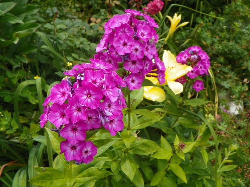 13 iul (38) - Phlox 2018