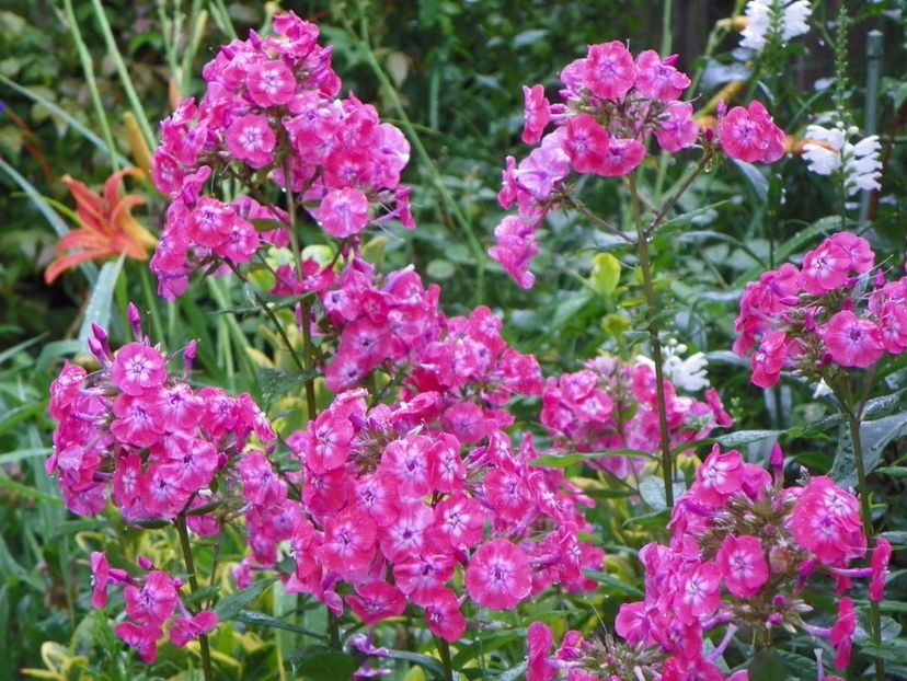 13 iul (53) - Phlox 2018