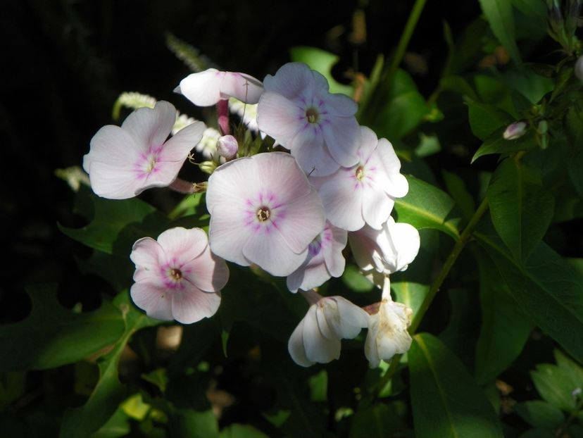 13 iul (60) - Phlox 2018