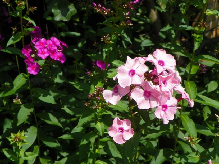 13 iul (61) - Phlox 2018