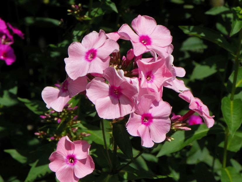 13 iul (62) - Phlox 2018