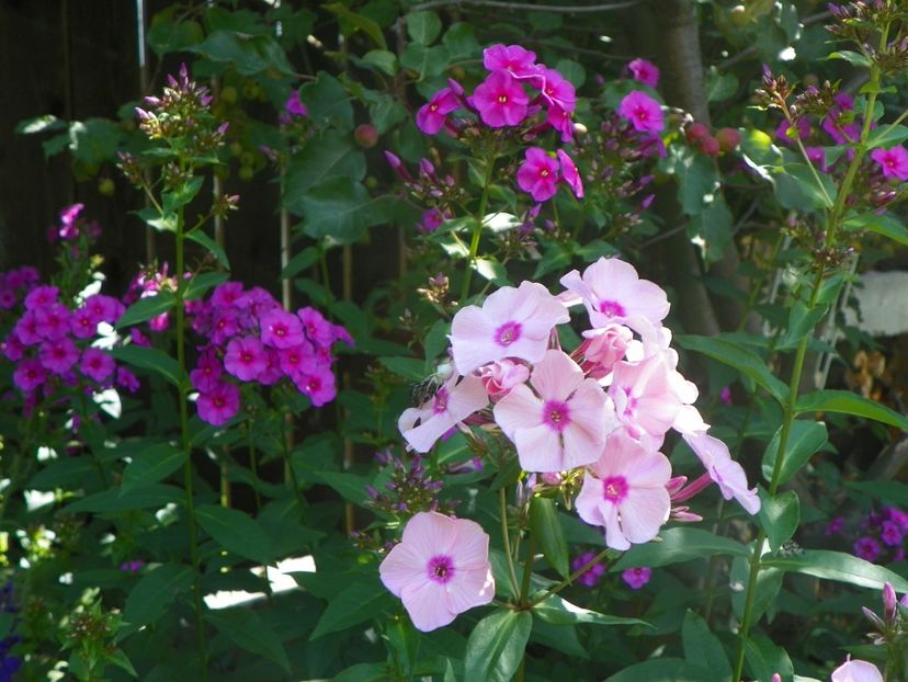 13 iul (68) - Phlox 2018