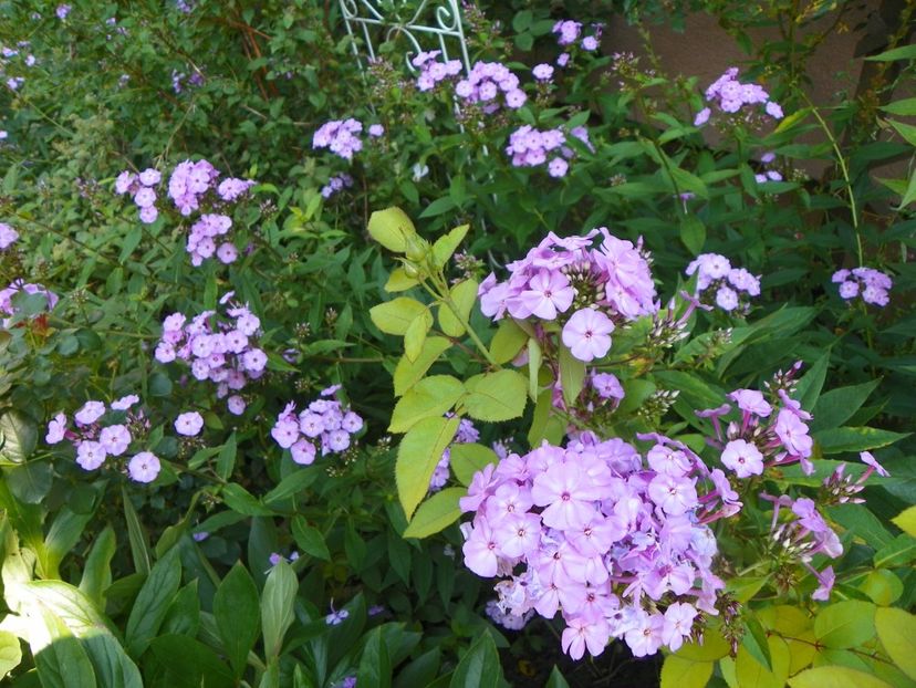 13 iul (71) - Phlox 2018