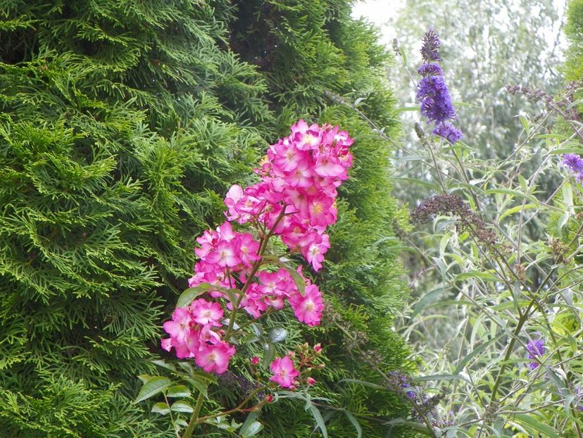 13 iul (16) - Trandafiri 2018 ii