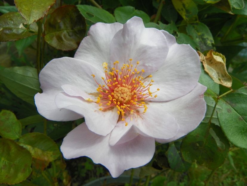 13 iul (34) - Trandafiri 2018 ii