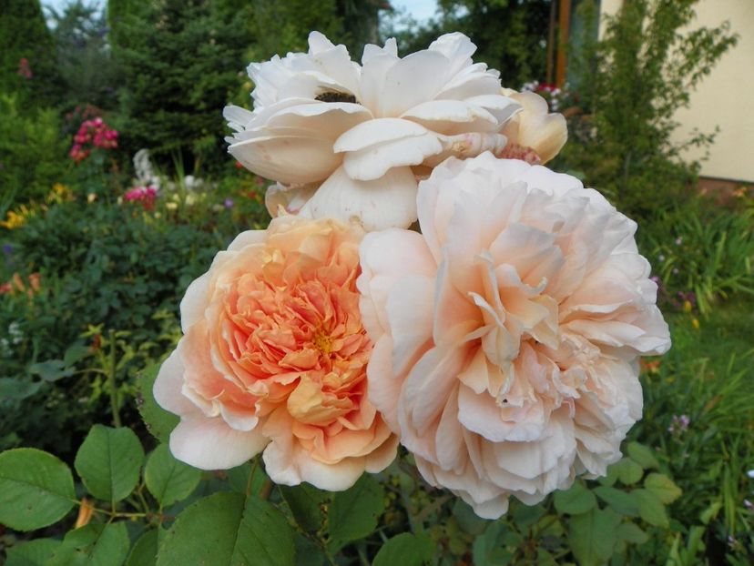 13 iul (86) - Trandafiri 2018 ii