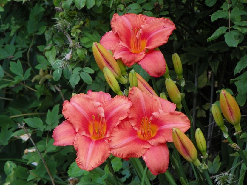 15 iul (1) - Hemerocallis 2018