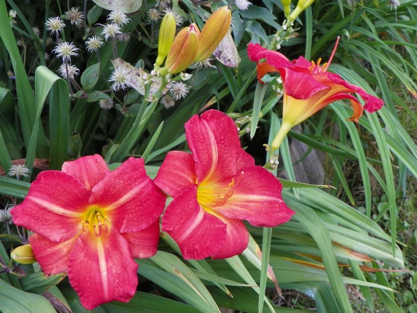 15 iul (2) - Hemerocallis 2018