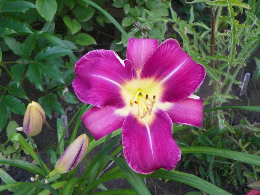 15 iul (3) - Hemerocallis 2018