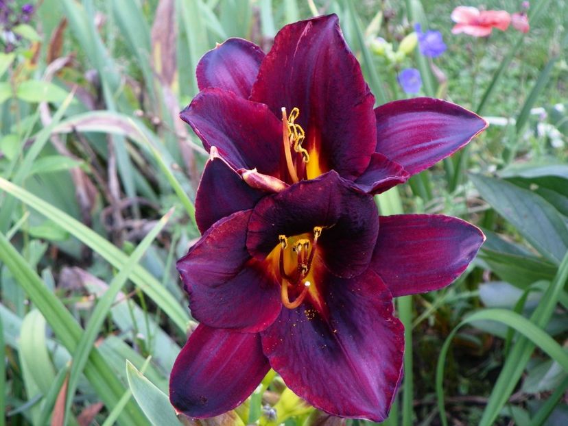 15 iul (4) - Hemerocallis 2018