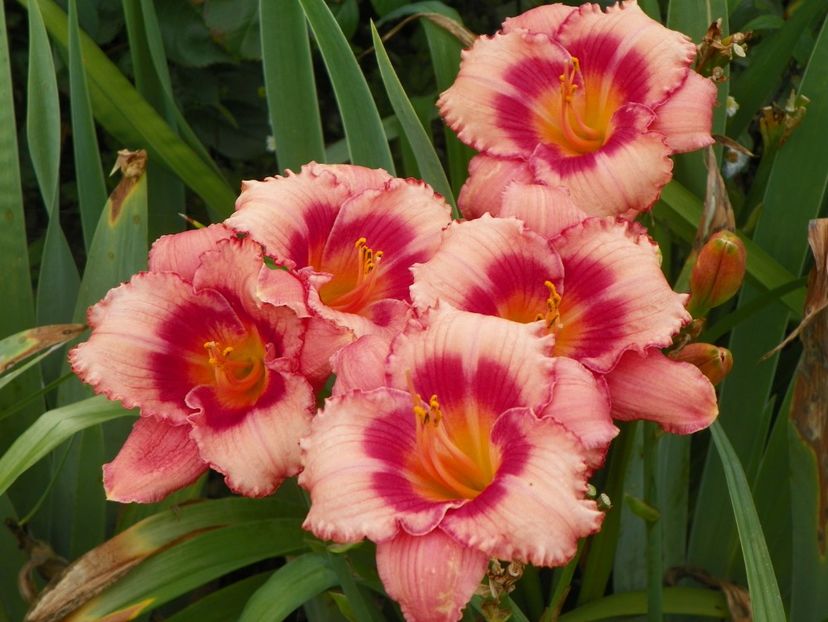 15 iul (5) - Hemerocallis 2018