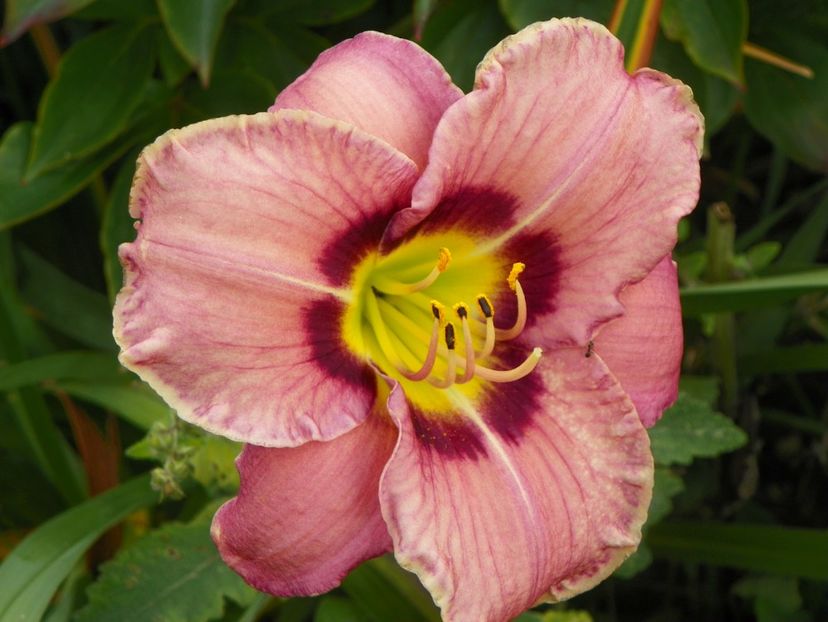15 iul (6) - Hemerocallis 2018