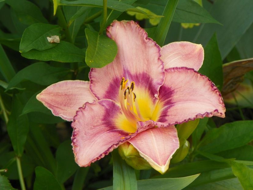 15 iul (8) - Hemerocallis 2018