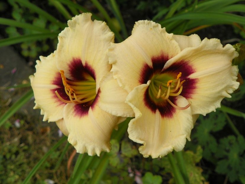 15 iul (12) - Hemerocallis 2018