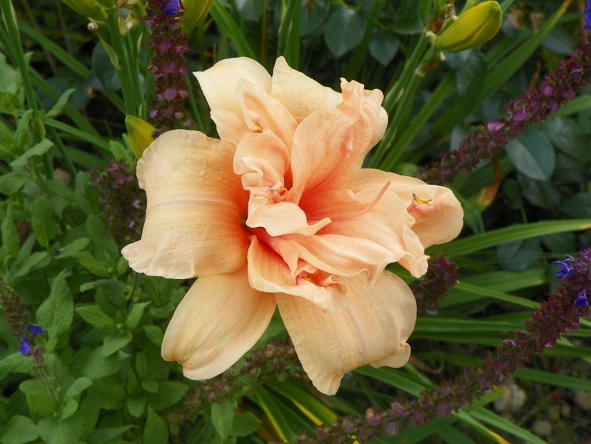 15 iul (13) - Hemerocallis 2018