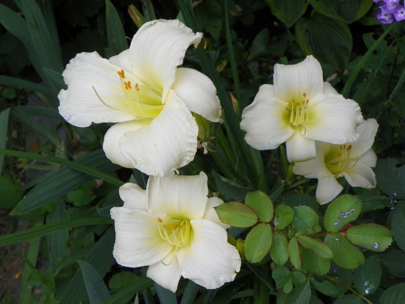 15 iul (23) - Hemerocallis 2018