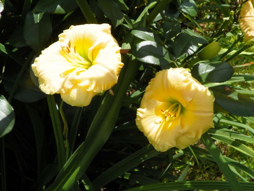 15 iul (29) - Hemerocallis 2018