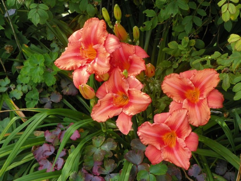15 iul (101) - Hemerocallis 2018