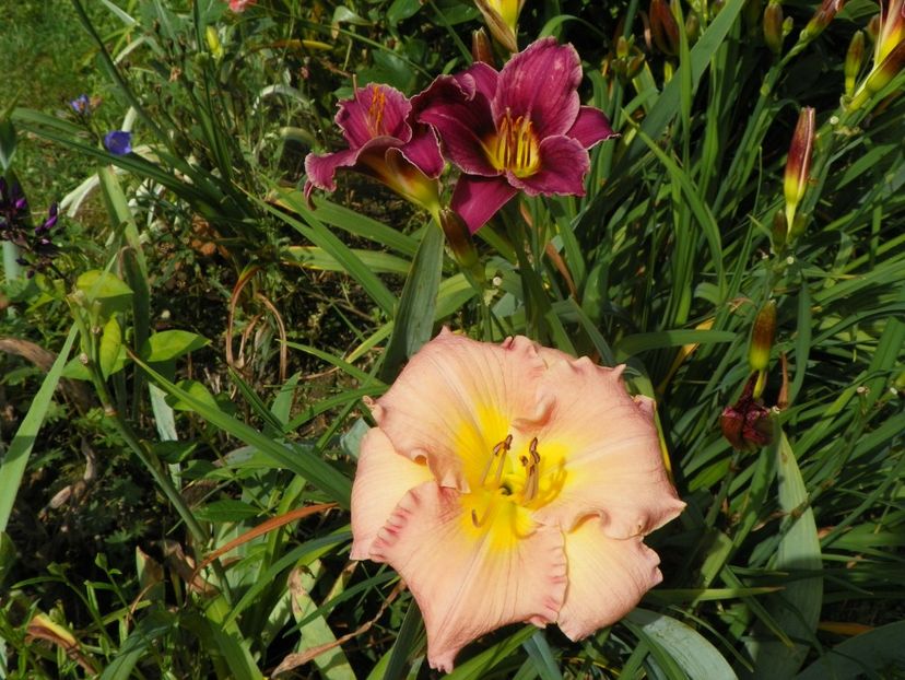 15 iul (104) - Hemerocallis 2018