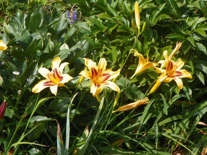 15 iul (105) - Hemerocallis 2018
