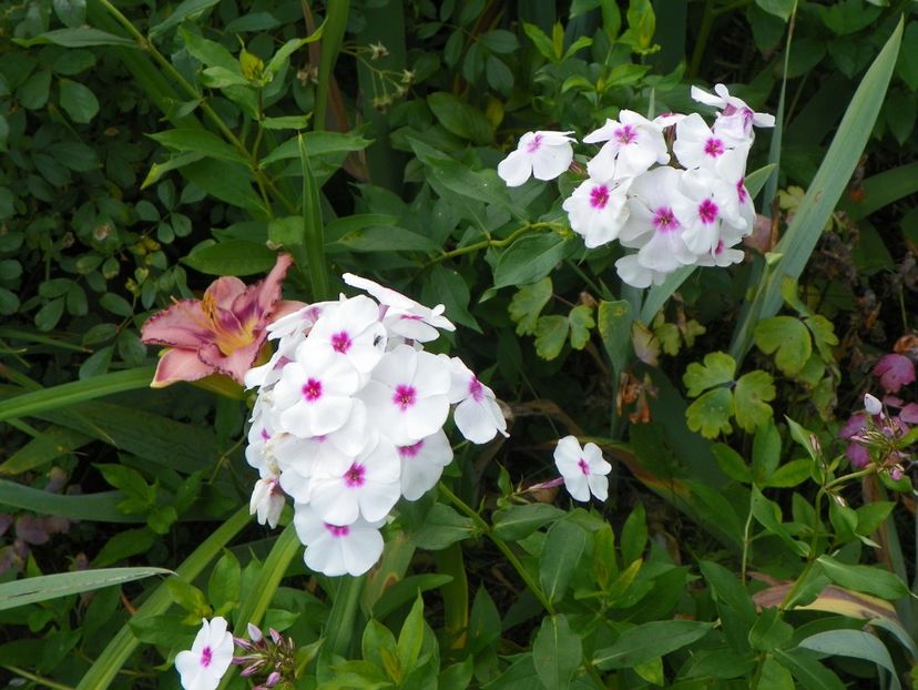 15 iul (11) - Phlox 2018
