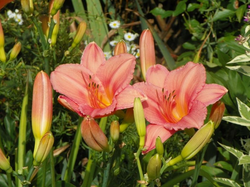 15 iul (106) - Hemerocallis 2018