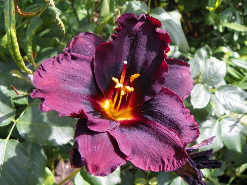 15 iul (108) - Hemerocallis 2018