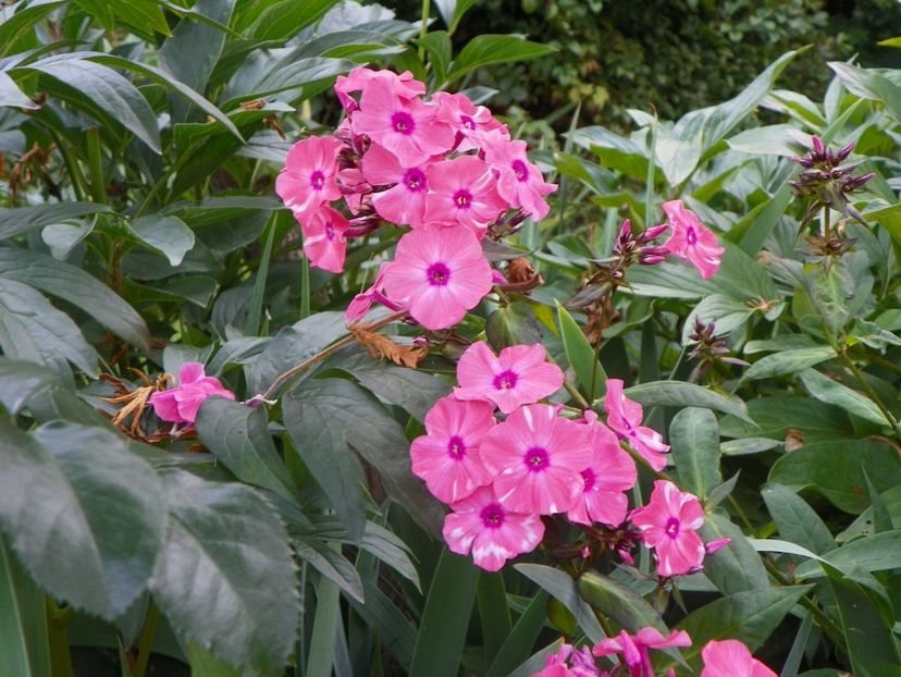 15 iul (14) - Phlox 2018
