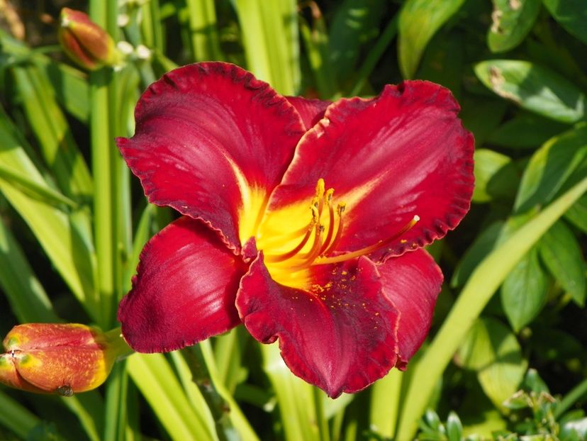 15 iul (109) - Hemerocallis 2018