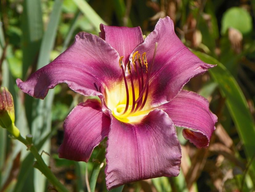 15 iul (112) - Hemerocallis 2018