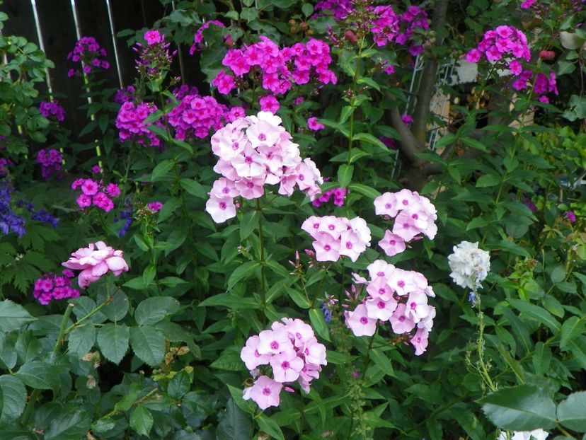15 iul (16) - Phlox 2018