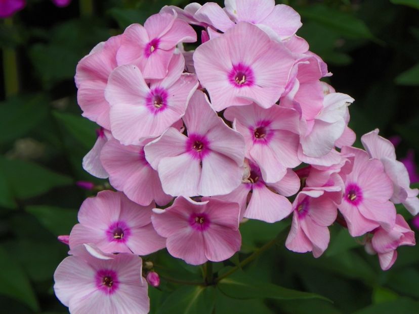 15 iul (17) - Phlox 2018