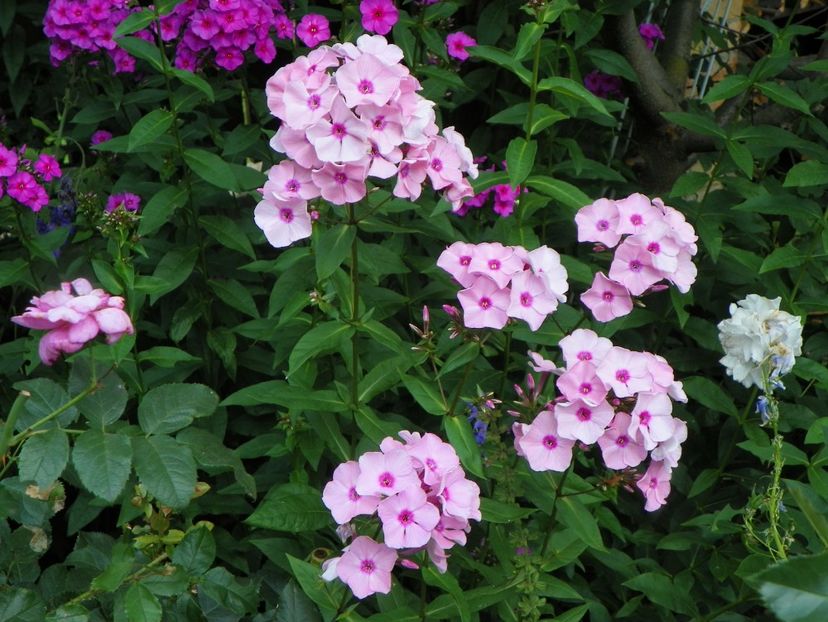 15 iul (18) - Phlox 2018