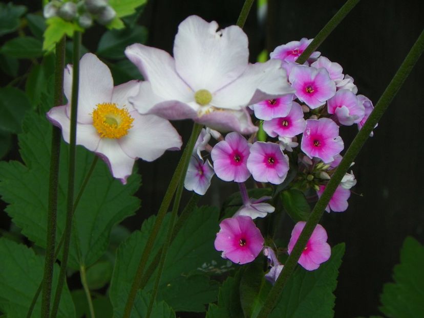 15 iul (19) - Phlox 2018