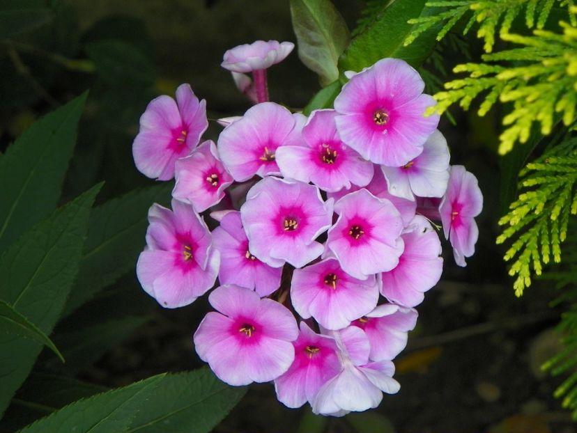15 iul (21) - Phlox 2018
