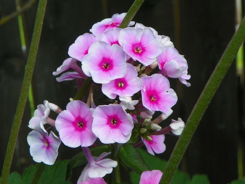 15 iul (22) - Phlox 2018