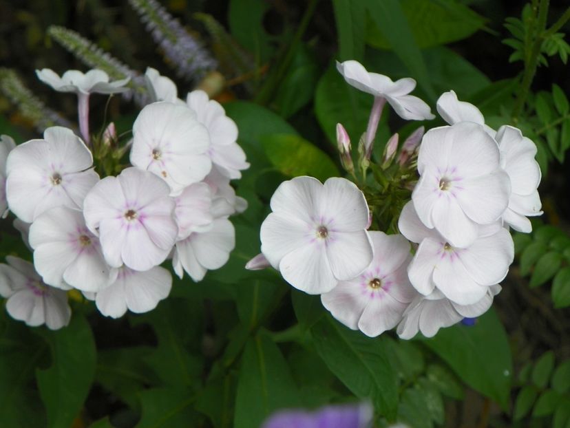 15 iul (25) - Phlox 2018