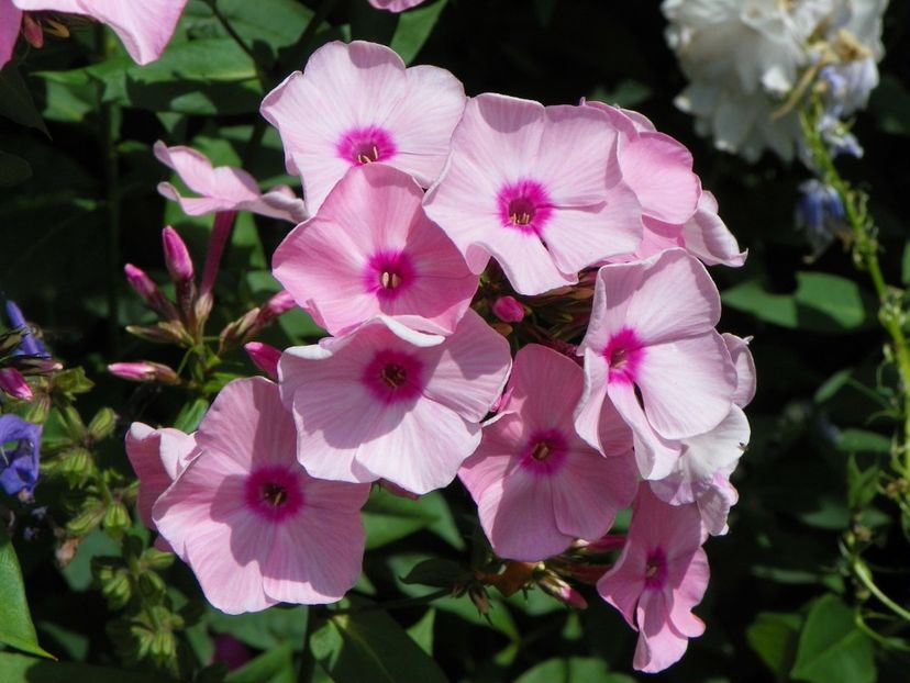 15 iul (27) - Phlox 2018