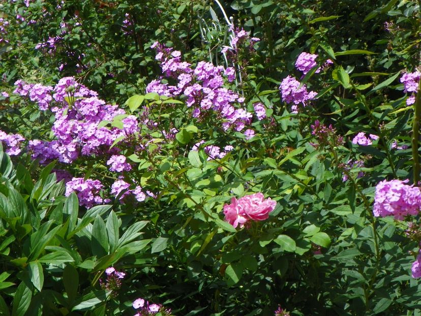 15 iul (30) - Phlox 2018
