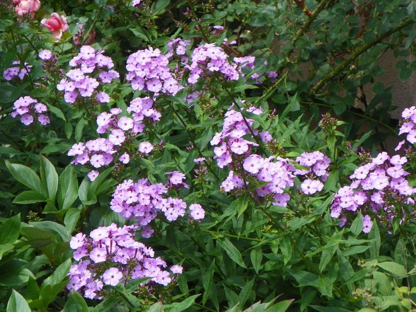 15 iul (31) - Phlox 2018